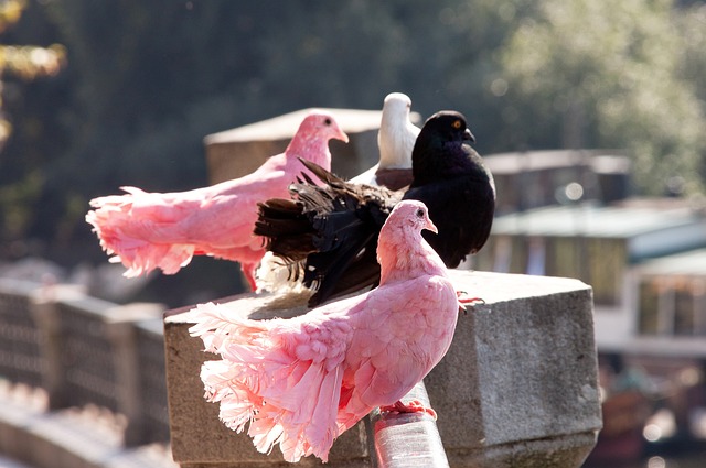 儘管萊萬多 儘管萊萬多